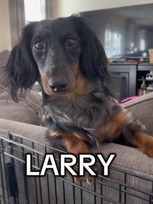 Not Larry 😭😭😭 #bernesemountaindog #doggydaycare #bernesemountaindog #labradorretriever #weenidogsoftiktok #daschundsoftiktok #daschund #bernesemountaindogsoftiktok 