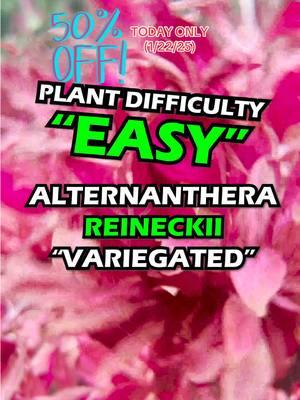 50% OFF! Alternanthera Reineckii “Variegated” TODAY ONLY (1/22/25)! Hurry and grab yourself this FIRE aquarium plant while it’s discounted! Shop Now! TANK ON! 👇👇👇 https://dustinsfishtanks.com/products/alternanthera-reineckii-variegated-1 #tankon #aquarium #aquariums #aquascape #aquascaping #aquariumplants #scape #fishtank #freshwateraquarium #plants #plantlife #planted #plantedtank #plantedaquarium #aquascape #aquaticplants