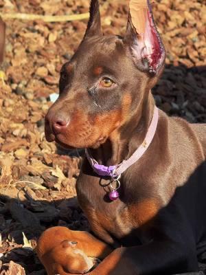 Sun bathing ☀️  #foryoupage #nightmaredobermann #sunbath #dogtok #doberman #europeandobermann #puppy 