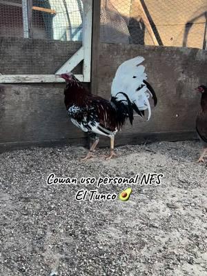 Lote de Cowan’s uso personal NFS, tenemos pollas y pollos disponibles de este lote #gallosfinos #gallo #corridos #regional #gamefowlbreeders #gamefowl #mexico🇲🇽 #feriadeabril #texas 