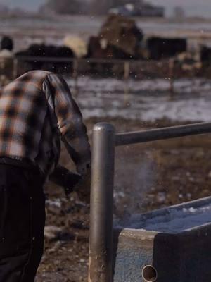 The cold weather is upon us and that means breaking ice and bedding calves.  ❄️ #beef #cattlefeeding #5rivers #agriculture 