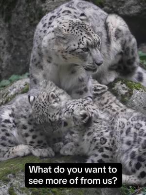 We serve up all kinds of content on this channel, but we want to know what you want to see the most! Comment to share your thoughts and ideas 🐾💗🦎 🐻 animal keeper spotlights 🐧getting to know individual animals 🫐cooking with commissary  🗓️ weekly events 🐯 conservation partner stories 🦏 animal care 🦧 other! #woodlandparkzoo #pnw #hereforthesnacks #seattle #zoolife #zookeeper #contentcreation #conservation #animalcare #animalsoftiktok #education 