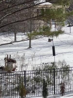 MashaAllah white snow looks so beautiful birds r enjoying# #muslim#islamic_video#snowing#unitedstates#tiktokpakistanofficial#nosongs#rq7484#foryourpage#share#4you #duet #viral #BeautyReview #snow#🌨️#ameen#🤲🤲#feedthebirds#bekindtoeveryone #be#peces #ALLAH❤️#trustAllah#mashaAllah#fyb#islam #sun#