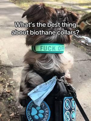 We love wearing our biothane collars to go hiking and play in the water. You can get your own custom collar by ordering online or messaging! #mountaindoggear #biothanedoggear #customcollars #waterproofcollar #customdogcollar #dogcollar #biothaneleash #customleash #waterproofleash #dogleash #dogsoftiktok 