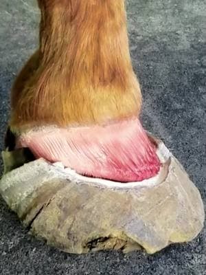 #farrier #farriersoftiktok #asmr #satisfying #farrierlife #horse #horses #horsesoftiktok #hoof #care #animalwelfare 