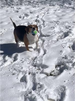 Baebae loves the snow ❄️☃️ • • • #simplykirsten_ #snow #viral #trending #fyp #snowday #beagle #beaglesoftiktok 