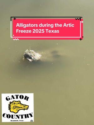 Alligators during the Artic Freeze 2025 Texas#snow #articfreeze #reptiles #alligators #cold #2025 #nature #wildlife #hibernation #brumation #amazinganimals @user817394283838 @Gator Leo @Gator Jake @arliegator @garysaurage @eddie h @Callie Bailey @Alyssa Williamson 