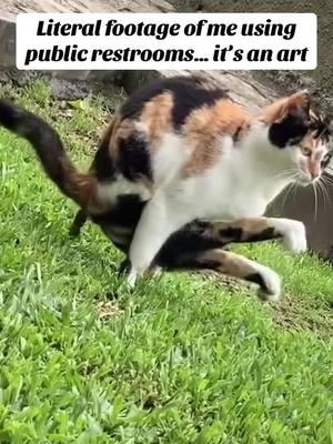 TELL ME IM WRONG #cat #publicbathrooms #restrooms #public #cats #funny #jokes #catmemes 