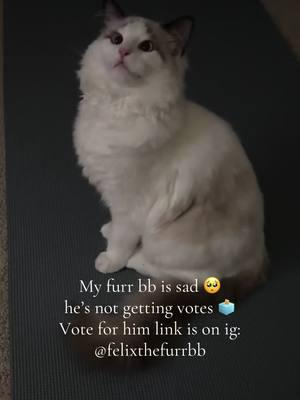 Vote for him now. Ig: @felixthefurrbb #felixthefurrbb #felixthekitty #felixthecat #voteforcat 