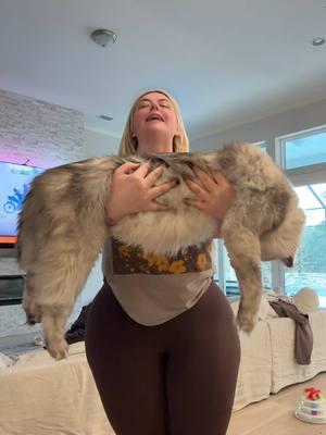 So big ! #mainecoon 