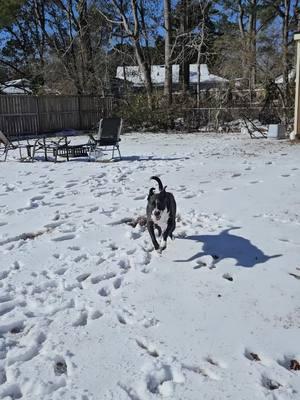 Tookie's first snow day #scsnowday #snowing 