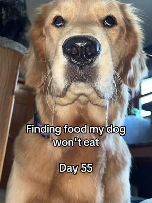 My little omnivore #trending #goldenretriever #dogsoftiktok #PetsOfTikTok #fyp #viral #puppiesoftiktok #asmrsounds #dogseating #asmr #dogschewing #exoticfood #dogtreats #kangaroo #shark #rabbit #crocodile 