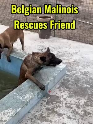 Hero Belgian Malinois dog saves his dog friend. His dog friend is scared and doesn’t understand but wow, these amazing guard dogs are so smart. #belgianmalinois #dogs #dog #malinois #rescue #dogsoftiktok #dogsofttiktok #doglover #dogmom #dogtok #dogvideo #doggo #malinoisoftiktok #malinoispuppy #guarddog #watchdog #hero #dogsavelife #dogdad #dogvideo #k9 #k9unit 