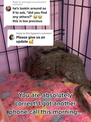 Replying to @Kim Nguyen #squirrels #babysquirrels #empathy #compassion #orphans #Siblings #Squirrelrescuemom #squirrelrehabber #Squamma #everylifematters #squirrelrescue #squirrelrehab #siblinglove #LIWRR 