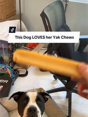 Peep the underbite 😂 this dog only loves us for her yak chews and food.  Other yak chews for dogs splinter, these yak chews are super high quality and won’t hurt your dogs tummy and are the only yak chews for dogs I know of that are recommended by vets. #yakchew #yakchews #dogchews #dogchewsthatlast #yakmilkdogchew #dogbone #dogsoftiktok #dogtok #naturaldogtreats #naturaldogcompany #veteranowned #ttslevelup #giftguide #TTSdelightNow #creatorboostcamp #TreasureFinds #TikTokShopJumpstart #TikTokShopLoveAtFirstFind #lovelanguage 