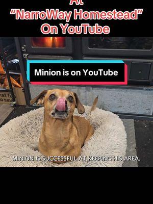 See you on YouTube #Theoneandonlyminion #farmdog #smalldog #narrowayhomestead #homestead #offgridlife #rurallife 