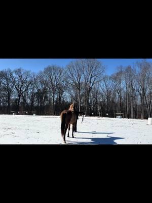 3rd session with Stella, doing the best we can with the weather changes! #traininghorses #horsetrainer #snow #ncweather #buckskin #aqha #foryoupage #kbhorsejourney #fyp #groundwork #lunging #filly #coltstarting 