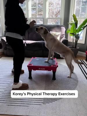 Some of Korey’s PT exercises! We’re working on strengthening and conditioning his back and legs to support his knee and joints, especially as he gets older.  Safe to say we both have fun doing these exercises!  #koreythekanine #dog #DogTraining #dogtrainer #klimb #strengthen #condition #positivereinforcement #physicaltherapy