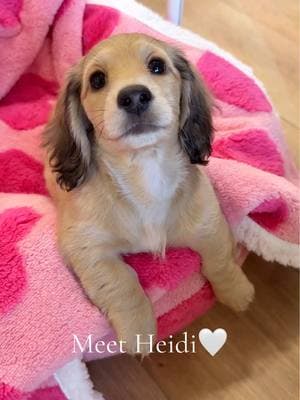 Meet Heidi🥹💗 Heidi is the newest member of the pack and she’s fitting right in! Her play pen is from @ClearlyLovedPets🫶🏻 #dachshund #wienerdog #puppy #sausagedog