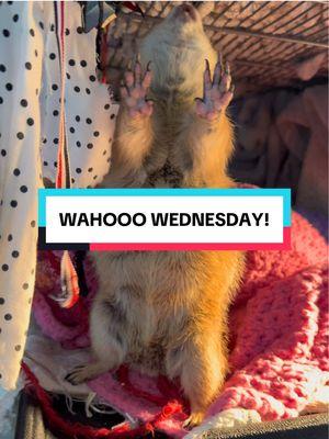 It’s WAHOOO WEDNESDAY!!! • • • #prairiedog #animals #pet #funny #petlover #animal #instanimals #cute #fyp #foryou #foryoupage #viral #fypシ #poppytheprairiedog #viralreels #reels #reelsinstagram #rescue #rescuedogs #penelope #pomsky