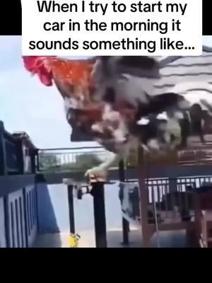 Me to my mechanic: When I try to start my car in the morning it sounds something like… #car #cars #rooster #starter #startup #startmeup #funny #funnyanimals 