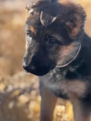 Love those brown eyes!!! #pureheartgermanshepherds #pureheartgsd #gsd #germanshepherds #gsdfamily #gsdlove #gsdpets #gsdlife #germanshepherdlife #pets #dogs #doglife #puppies #coloradodogs #gsdbreeder #gsdpuppies #coloradopups #germanshepherdlove          ...#puppiesofinstgram #puppiesoftiktoc #dogsofinstagram #dogsogtiktoc #petsofinstagram #petsoftiktoc  #germanshepherdsofinstagram #germanshepherdsoftiktoc  #gsdoftiktoc #gsdoftiktoc 