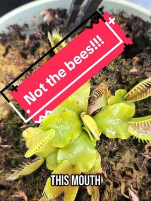 Removing food from my VFT among a swarm of bees. #sundew #capesundew #spoonleafsundew #vft #venusflytrap #carnivorousplant #greenthumb  #plantsoftiktok #fyp #succulents #pitunia #lavender 