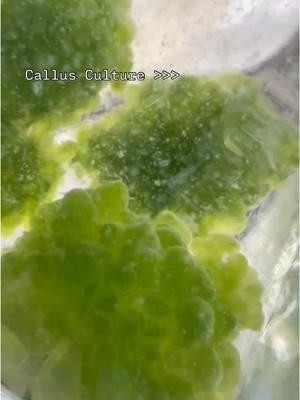 Ever found yourself stuck in the delicate process of transforming undifferentiated cells into thriving, healthy plants? Whether it’s maintaining a viable callus or regenerating fully-formed plants, the challenges can seem endless. In our latest blog, “Callus Culture: From Undifferentiated Cells to Regenerated Plants,” we’re breaking down everything you need to know to take your tissue culture game to the next level. Here’s what you’ll discover:  ✅ The foundation of success: Key steps to inducing and sustaining healthy callus growth.  ✅ Regeneration simplified: How to transform undifferentiated cells into fully-developed plants.  ✅ Avoiding pitfalls: Tips to overcome common mistakes that can derail your efforts. Don’t let the challenges of callus culture hold you back. It’s time to gain the confidence and skills to achieve consistent, successful results. 🎯 Ready to learn more? Click the link in our bio and learn more in our callus blog article! Your journey to mastering callus culture starts here. Let’s grow together! #CallusCulture #PlantTissueCulture #RarePlants #TissueCulture #plantsofinstagram #plantculture #plantstissueculture #tissuecultureplant #plantcellculture #plantsculture #tissuecultureplants #tissueculturelab #planttissueculturelab #tissuecultureclones #tissuecultured #tissueculturelaboratory #plantculturebasics #horticulture #laboratory #biotechnology #invitro #propagation #micropropagation #invitroplants #plantmicropropagation