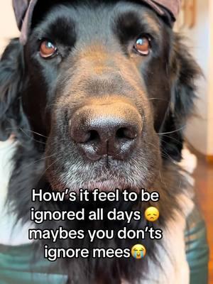 I jus cants me ignored cans I’s 😭 #fouryourpage #dogsoftiktok #dogtok #doglovers #fy #blackdog #goldenretriever #germanshepherd #mixbreeddog #virl #pleasedontignoreme😭 #beautifuldog #💔 #Love #me #cutedoggy 