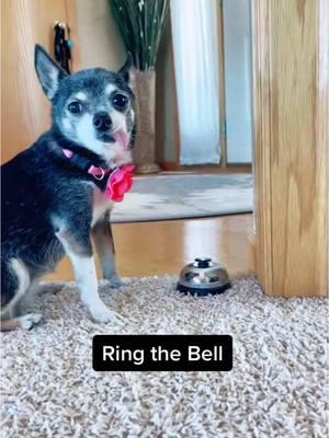 #outside #ringthebell #littlewillowdog #tellbell 