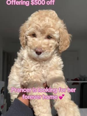 Prancer is looking for her forever family 💕 Medium Goldendoodle ( estimated to be around 35lbs )  Send us a message 📲  . . . #goldendoodle #goldendoodles #goldendoodlesofinstagram #minigoldendoodle #minigoldendoodlesofinstagram #minigoldendoodlepuppy #goldendoodlepuppy #goldendoodlepuppies #mediumgoldendoodle #doodlespuppies #doodles #doodlesoftheworld #dogsofcharlotte #doodlesofcharlotte #charlottenc #doodlesofnyc #doodlebreeder #f1bbgoldendoodle #f1bgoldendoodle #f1b #charlottenc #cockapoo #cockapoopuppy #cockapoosofinstagram #cockapoopuppies #f1cockapoo #f1bcockapoo #cockapooclub #cockapoopup #goldendoodles #goldendoodle #minigoldendoodle #dogsofcharlotte