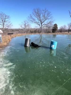 This calf had been out on the ice for a while, we just happened to drive by and see it laying there. It was a matter of time before the calf fell through the melting ice. #fyp #savinganimals #calf #cows #bluecollar #bluecollarboys #bluecollarmen #bluecollarlife #ice #winter #coldweather #lineman #linemanlife #linemanissues #linelife #farmanimals #cowboystuff 