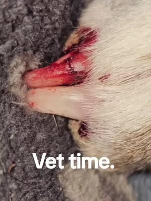 #jaxthepit #pitbullsoftiktok #dogsoftiktok #savethepitbulls #pitbull #fawnsoftiktok #fawnpitbull #dogs #injury #vetbill 