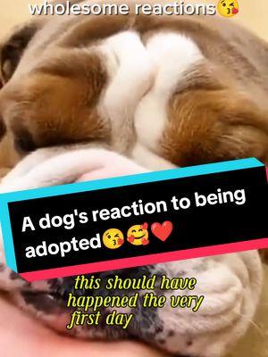 Congratulations guys for the house ❤️🥰😘 #adopting a dog #woosterohio #ohio #congratulations #to adopt a dog part 2 #dogs realizing they are being adopted #heartwarming #heartmelting #poordog #doggo #dogmom #adoptdontshop #foryoupage #shelterdog #shelter #foryoupage #dogadoption 