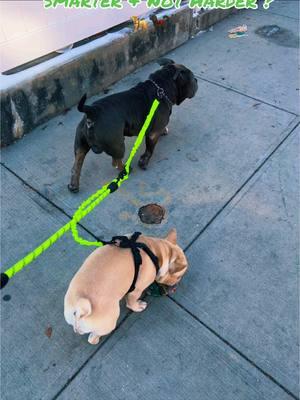 #iyoshopdogleash #iyoshop #iyoshopdualdogleash #iyoshophandsfreedogleashreview #TikTokShop #tiktoker #frenchiesoftiktok #frenchie #bulldog #bullydogsoftik #viral #dog #doglover #wag #rover #dogwalking #dogwalker #viralvideo #moneytok #puppytiktok #doglovers #dogwalkinghack #dogwalkingtips #dogwalkingtime #frenchielife #frenchielove #bullydogsfamilly🐶 #puppytiktok #puppylife #queens #nyc #walking #dogwalk #limeleash 