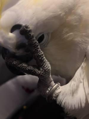 Lolita #cockatoo #cockatoolife #cockatoos #birdlife #birdsoftiktok #birdtok #texas #shescute #fy #fypシ゚viral #fypage 