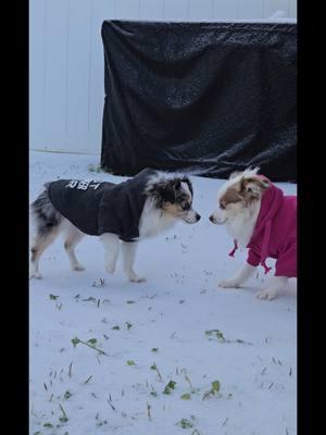 Florida Snow day. These sweet girls were so cold.  #firsteversnow #florida #floridasnow #tallahassee #dogsfirstsnow #coldweather 