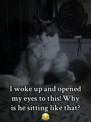 #ragdoll #ragdollcats #ragdollcat #funnycatvideos #ragdollsoftiktok 