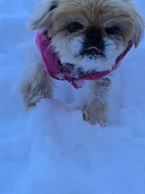 Look at Lil Miss Super Star of Tik Tok (Princess Chloe Bear) in the SNOW ☃️❤️🐶🐾 #lilmisssuperstaroftiktok🌟  #lilmisssuprstaroftiktok🐶🌟  My Daddy LOVED Snowmen and he LOVED when it would SNOW ❄️ so I know this Snow Storm is from him in Heaven. When I opened the door this morning I was mesmerized by all the beautiful snow we got.  I made my first video of the SNOW and there was a Butterfly🦋 that flew by.  I know that was my Mama stopping by to say hey to me. That video means the world to me.🦋  I know Mama and Daddy are both smiling down from Heaven. These are all God's Blessings.🙏 All I wanted was a little bit of SNOW to Build a Snowman because he loves Snowman and would you look at this! ☃️❄️ I got more than I asked for..It's so Beautiful. ❄️☃️ Thank You God🙏☃️❤️🦋 Let it SNOWWWWWW❄️⛄️🌨 #snowday #blingqueen81 #honkytonkbarbie🎀 #countrybarbie🎀  #hotchocolate #ifeellikeakidagain #snowbunny #snow2025❄️⛄️❄️ #snow2025❄️⛄️❄️ #snowday #snowedin #nc1 #nccheckin #signfromheaven  #beautiful #beautifulsnow #lookatgod #winter #viralvideo #trending #snowangel #teamtonyacountrystrong💪 #tiktokfamily4eva #doyouwannabuildasnowman #snowwoman #snowangels 