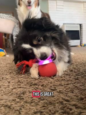 Our newest favorite toy!! #dogsoftiktok #dogtok #jaxandmila #australianshepherd #dogsplaying #giftfromtiktokshop 