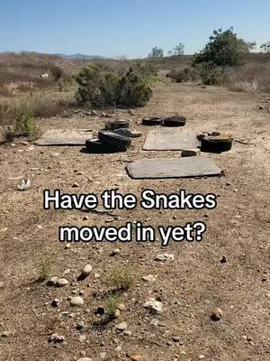 #rattleblade #snake #Outdoors #new #viral #trending #rattlesnake #fyp #foryoupage #reptile #animals #nature #Outdoors  #2025 #california #trending 