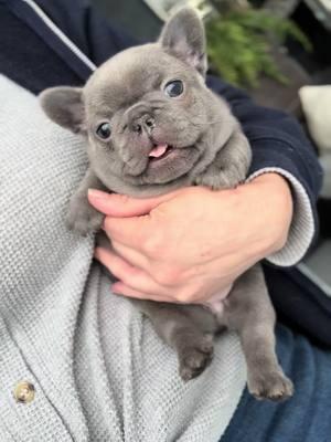 My little teddy   #chubby #goshhescute #fypシ #foryoupage #bearcub #pibble12#frenchieshow #813frenchiesline #813frenchies #fortheloveofpuppies #puppiesgoviral #viralpuppy #chunky #squishyfacecrew #teddybearface #outstanding #bestofthebest #sweetlittleangel #sweetlittlepuppy #pibble  #yourbestlife #pibblelove #pibblelife #pibblemix #pibblemom #pibbleface #pibblesofig #pibbleadvocate  #pibblefans #pibblesoftiktok 