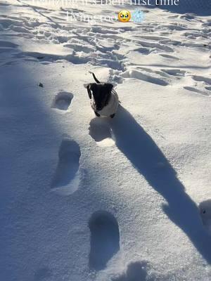 Snow day 2025! Tillie is loving the snow!❄️🫶🏻 • #snowday #Tilliesfirstsnowday #dachshundthroughthesnow #dachshundfirstsnow #puppysfirstsnow #firstsnowday #southcarolinasnow 