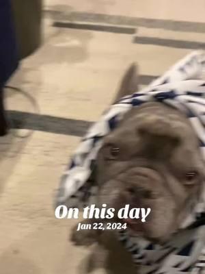 #onthisday #fyp #foryoupage #frenchies #cutefrenchies #greygardens #littleedie #bigeddie 