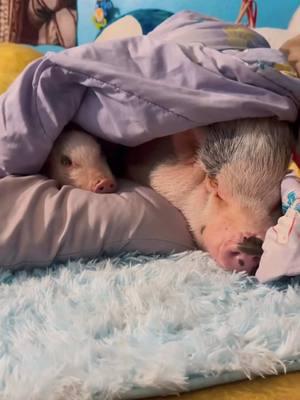 Flashback to my lil’ pig-ster, Daisy, snuggling in my piggy palace for the first time 🥰🐽❤️ #pigs #animallover #animalsoftiktok #waitforit 