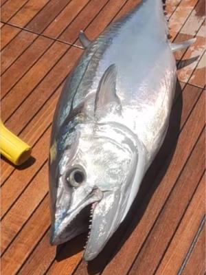 Not a big one but my first dog tooth tuna in Seychelles thanks Capt Josh #tuna #dogtoothtuna #bigfish #fishing #careychenart #careychen 