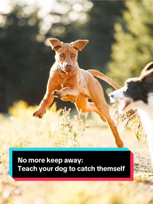 If your dog runs away when you try to put a harness or collar on them, you can fix it! #DogTraining #positivereinforcement #recalltraining #treattraining #rhodesianridgeback 