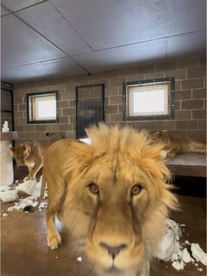 Indoor bedrooms are more than just a warm place to sleep— they’re an extension of our free-roaming habitats ➡️. So, when the weather gets cold, our team brings the fun INSIDE! 🦁 All the rescued lions of Pride Prairie loved this indoor snowman activity ⛄️.  #lion #lions #lionpride #lionmane #lioness #malelion #lioncub #whitelion #whitelions #lionfamily #bigcat #bigcats #catenrichment #catbehavior #catplaytime #catsplay #snowday #snowdays #snowmen 