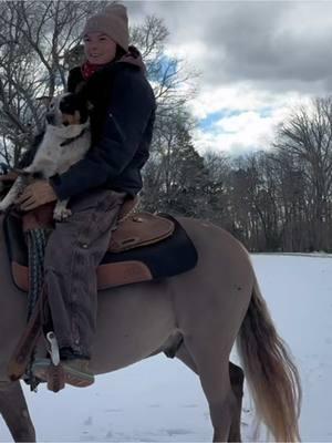 Tug Boat is such a fun pony! #forsale #pony #dogbroke #kidbroke #snow #ncweather #traininghorses #ponytraining #brokeponies #kbhorsejourney 