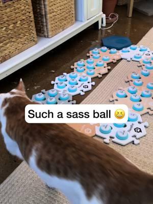 At least he’s a flexible sass ball 🤣 . #catmanjohn #sassycat #russellthecat #fluentpet #theycantalk #aiclearner